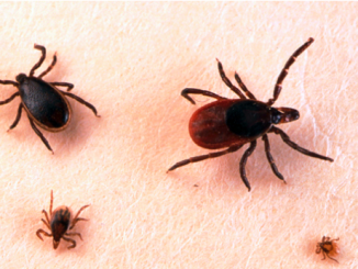 powassan virus