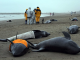 Dead stranded dolphins found near Fukushima with white radiated lungs