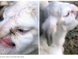 lamb born with human face