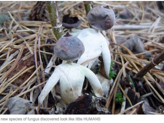 humanoid mushrooms