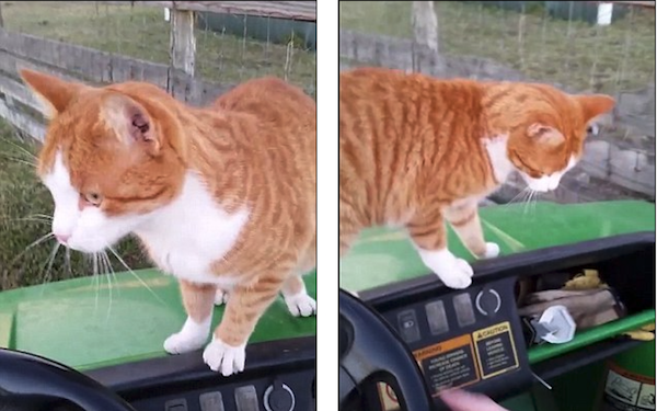 Veterinarian Kills A Cat_Screen Shot 2015-04-18 at 2.28.06 AM