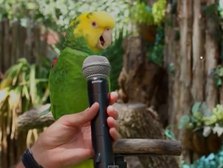 Parrots