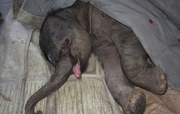 elephant_Screen Shot 2015-04-20 at 6.34.56 AM