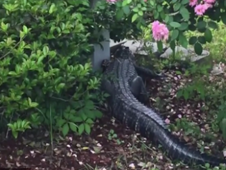Alligator