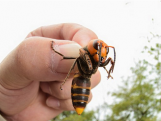 bees
