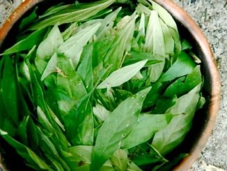 Ayahuasca