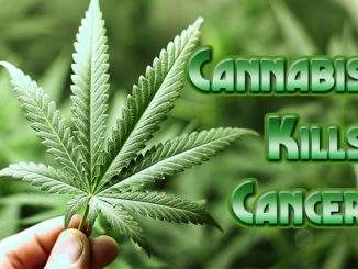 cannabis