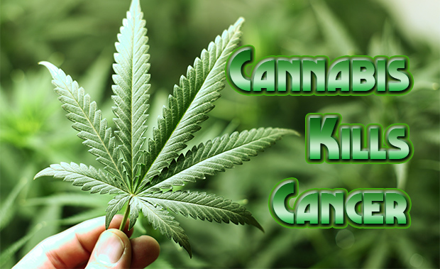 cannabis