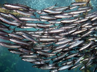 Emergency Closure of Fishery Along Entire West Coast - Fukushima Fallout?
