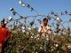 GMO Killer-Cotton - An Indian Nightmare