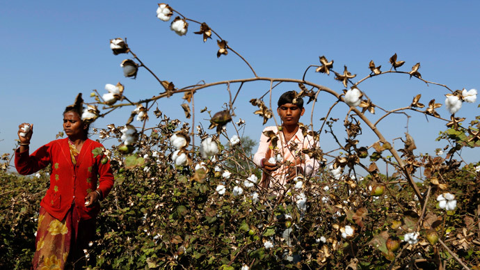 GMO Killer-Cotton - An Indian Nightmare