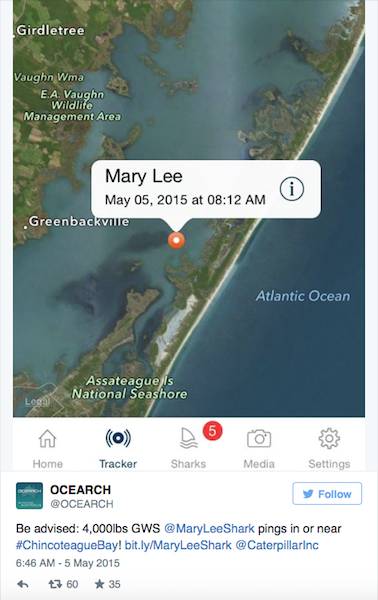 Great White Shark "Mary Lee" tracked