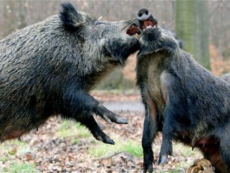 Wild boar