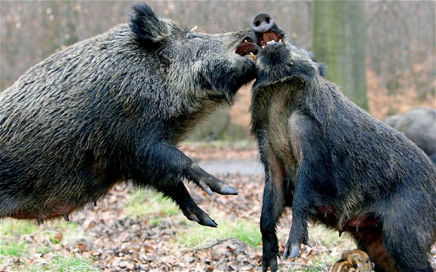 Wild boar
