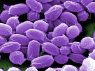 US Admits Live Anthrax Shipped To 24 US Labs & 2 Foreign Countires