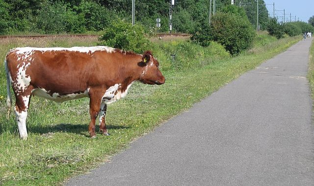 slaughterhouse cow