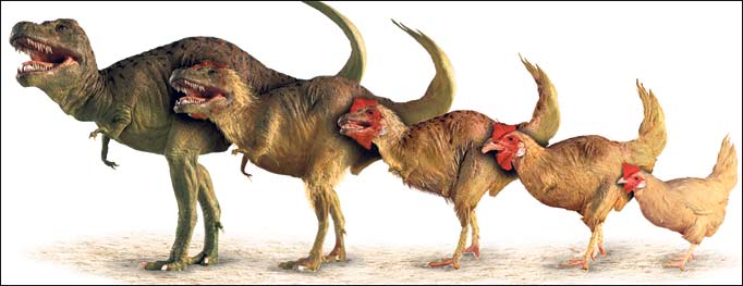 dino chicken