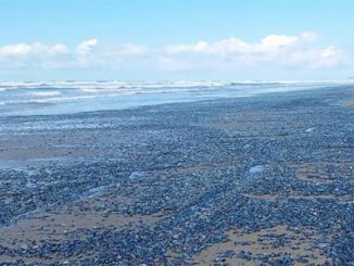 The Ocean Off The California Coast Is “Turning Into a Desert”