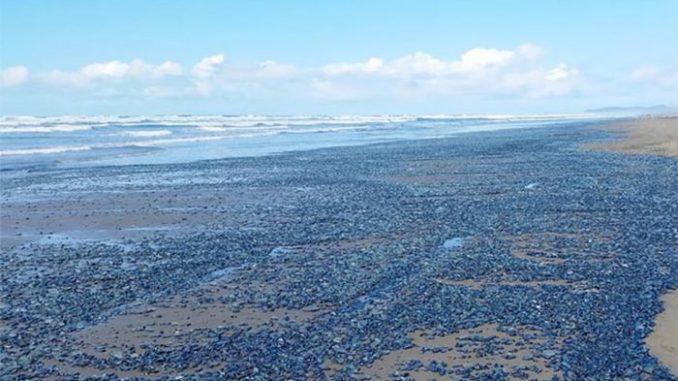 The Ocean Off The California Coast Is “Turning Into a Desert”