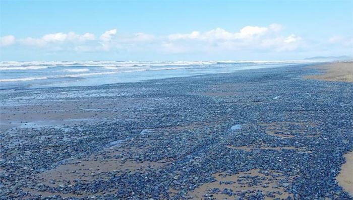 The Ocean Off The California Coast Is “Turning Into a Desert”