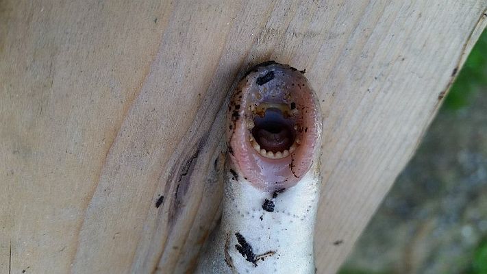 Alaska_Arctic lamprey