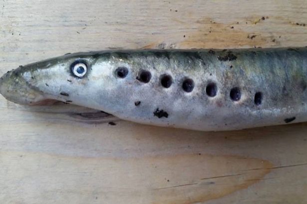 Alaska_Lamprey-fish