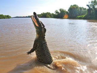 Eaten By Giant Crocodiles