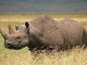 western black rhino