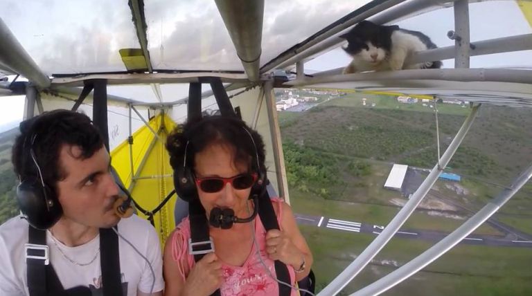 Stowaway Cat