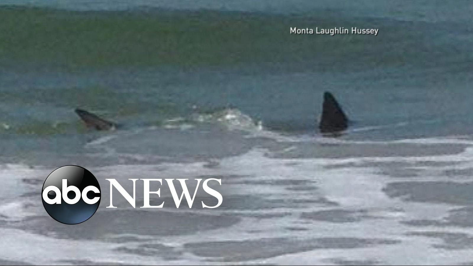 shark Attack - North Carolina