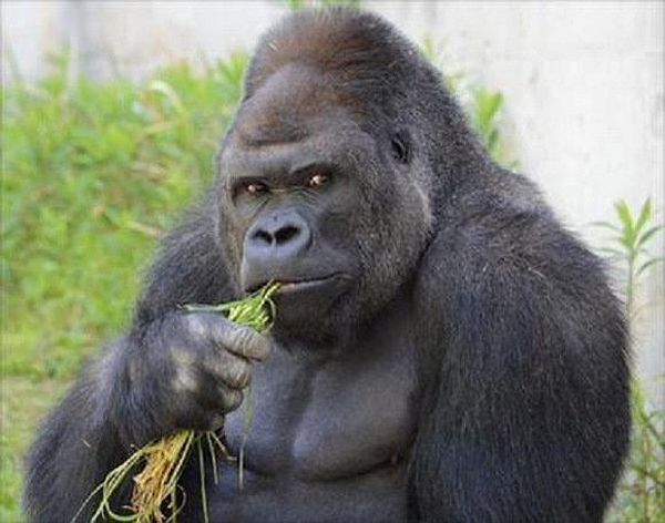 shabani