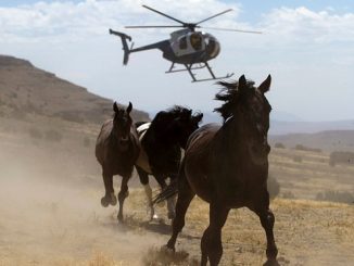 horsemeat