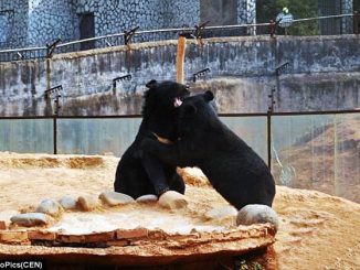 Asian Black Bear