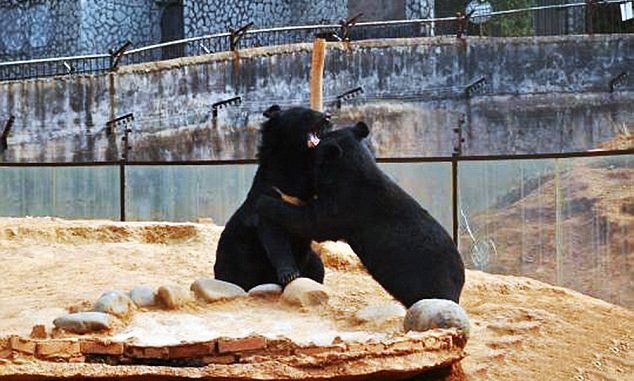 Asian Black Bear