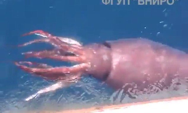 Giant squid