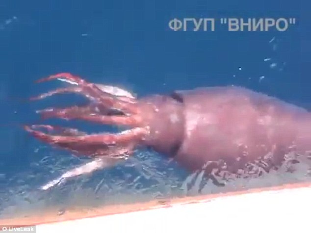 Giant squid