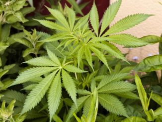 Medical marijuana
