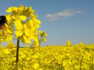 Neonicotinoid Pesticides