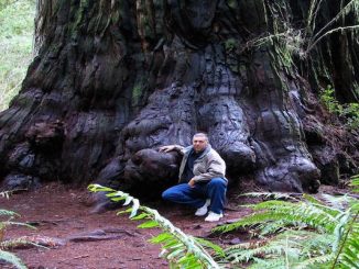 redwoods are dying