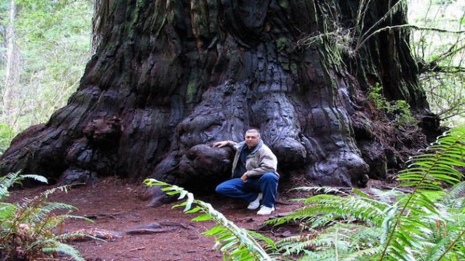 redwoods are dying