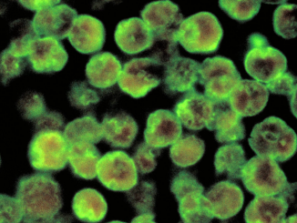 brain-eating amoeba
