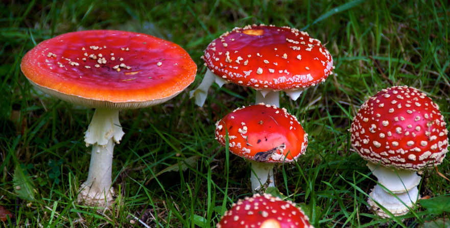 Psychedelic microdosing