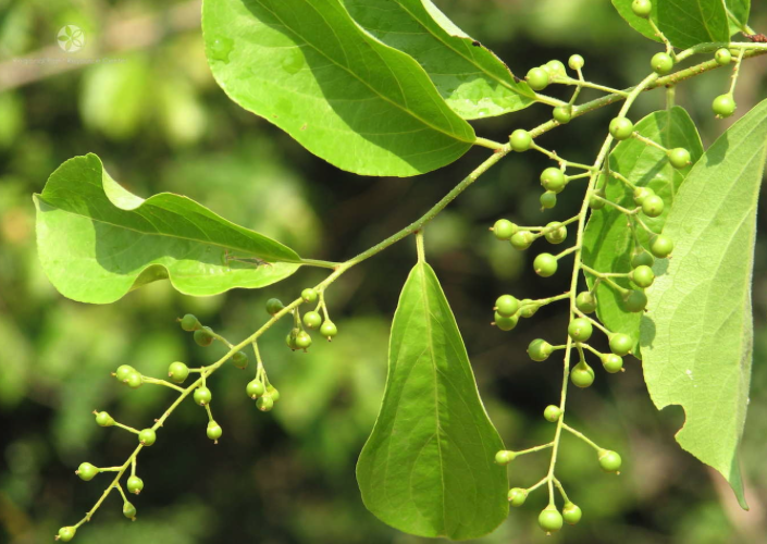 Herbs that alter your consciousness