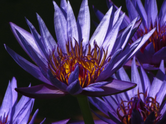 Herbs that alter your consciousness