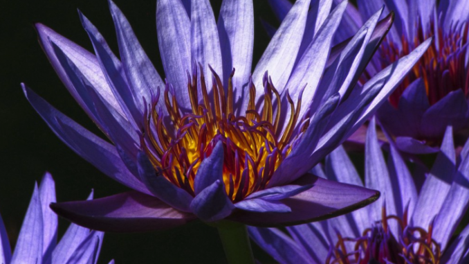 Herbs that alter your consciousness