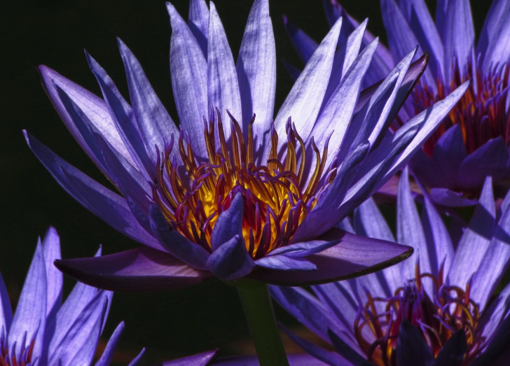 Herbs that alter your consciousness