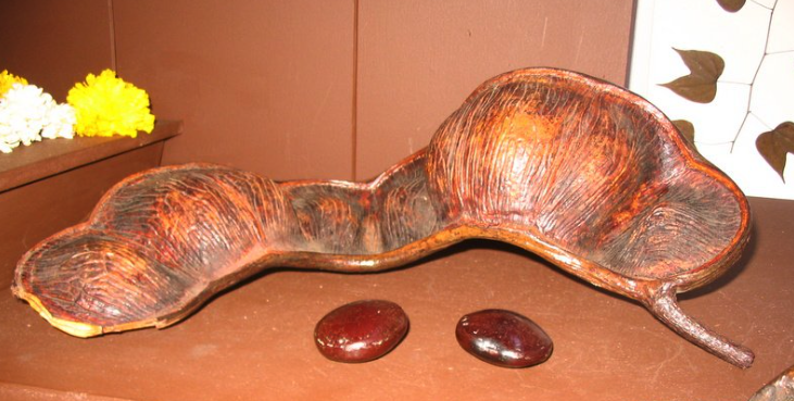 Herbs that alter your consciousness