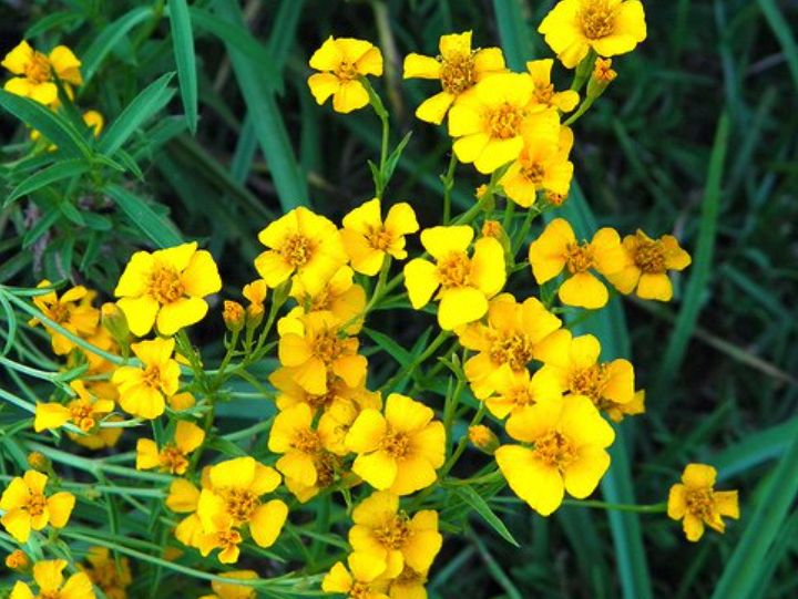 Herbs that alter your consciousness