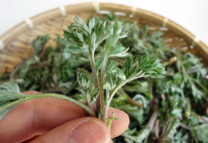 Herbs that alter your consciousness