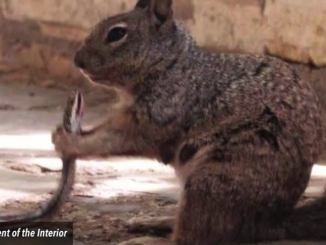 squirrel eating a snake